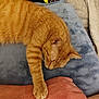 Mildred Aka Millie is registered to the contest to win money with this photo: cat, orange_tabby, sleeping, paw, human_arm, blanket, soft_texture, indoor, resting, cozy, feline, pet, comfort, closeup, relaxation, animal, fur, hand, cuddle, nap