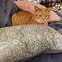 Mildred Aka Millie joined the competition — help win amazing prizes! cat, orange_tabby, couch, pillow, plaid_blanket, indoor, pet, feline, relaxed, fur, whiskers, ears, home, soft_furniture, cozy, resting, animal, domestic_cat, comfort, living_room