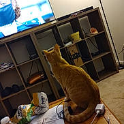 Mildred Aka Millie is registered to the contest to win money with this photo: cat, orange_tabby, table, papers, potato_chips, water_bottle, television, mask, shelf, lamp, carpet, cable, charger, cardboard_box, indoor, electronic_device, wooden_furniture, clutter, pet, watching_tv
