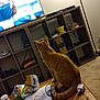 cat, orange_tabby, table, papers, potato_chips, water_bottle, television, mask, shelf, lamp, carpet, cable, charger, cardboard_box, indoor, electronic_device, wooden_furniture, clutter, pet, watching_tv