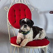 Annie joined the competition — help win amazing prizes! dog, black_and_white, small_dog, chair, red_chair, indoor, pet, furniture, cute, relaxed, fluffy, companion, collar, decor, home, domestic_animal, animal, paw, sitting, portrait