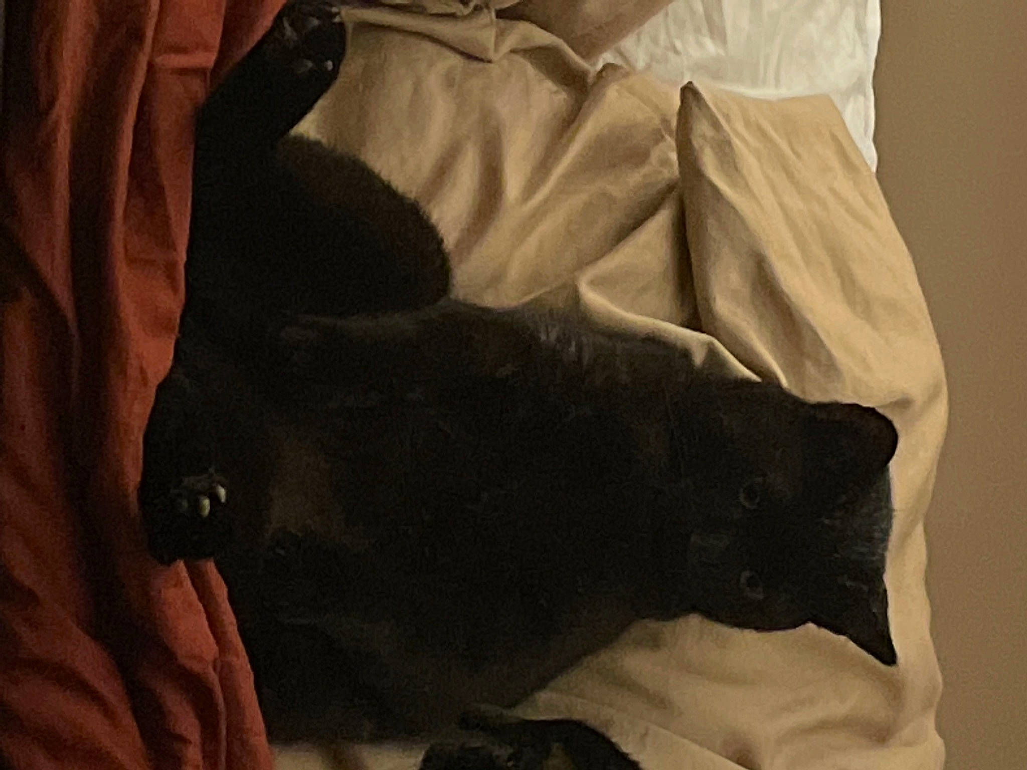 Bb Chat a rejoint le concours — aidez-le/la à gagner de superbes lots ! black_cat, bombay, brown, carnivore, cat, claw, comfort, dog_breed, domestic_short_haired_cat, felidae, fur, grey, linens, room, sleeve, small_to_medium_sized_cats, snout, tail, textile, whiskers