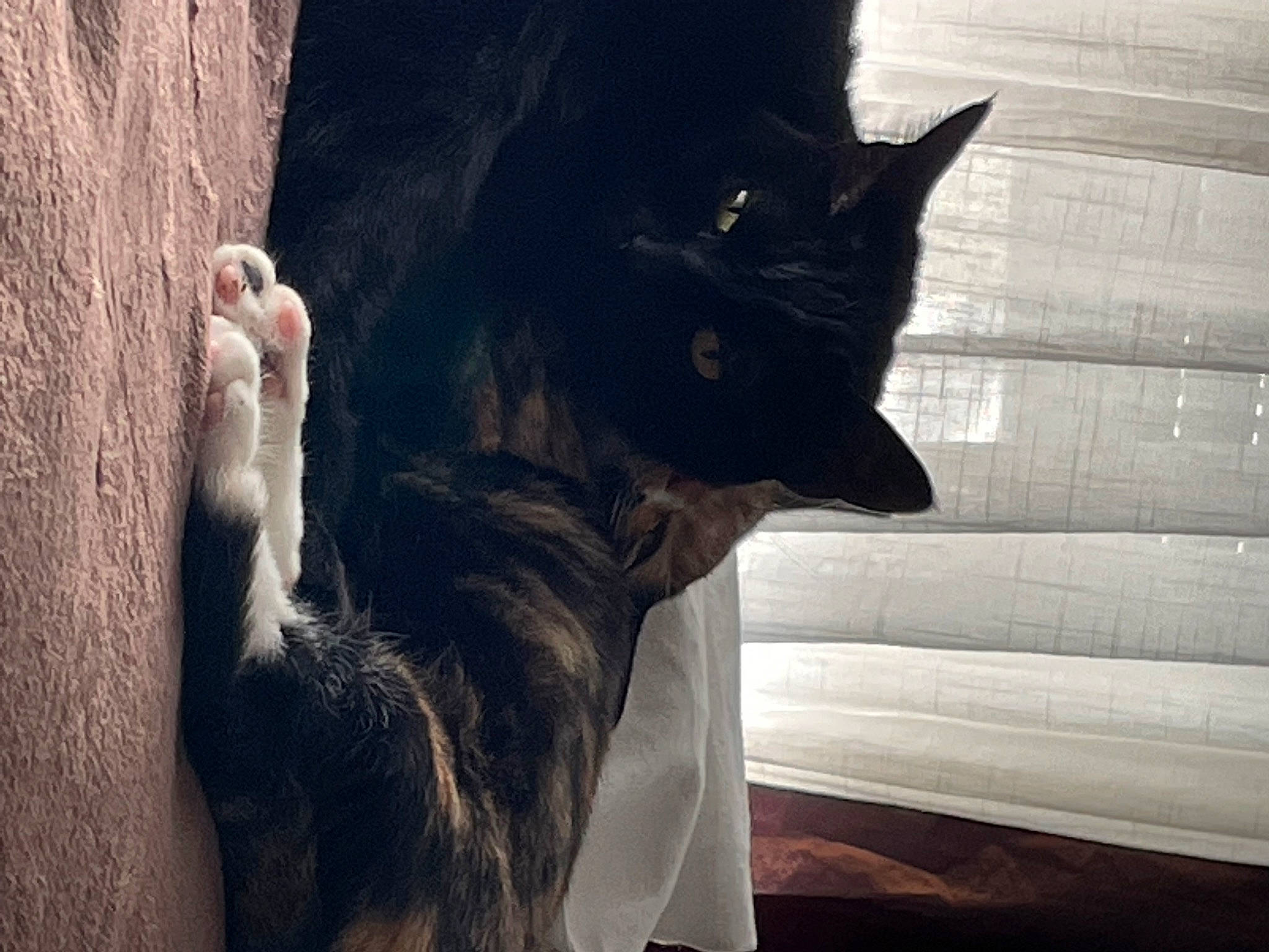 Crevette participe au concours pour gagner de l'argent avec cette photo : black_cat, carnivore, cat, domestic_short_haired_cat, door, felidae, fur, gesture, grey, mammal, paw, shadow, small_to_medium_sized_cats, snout, tail, tints_and_shades, tree, whiskers, window, wood