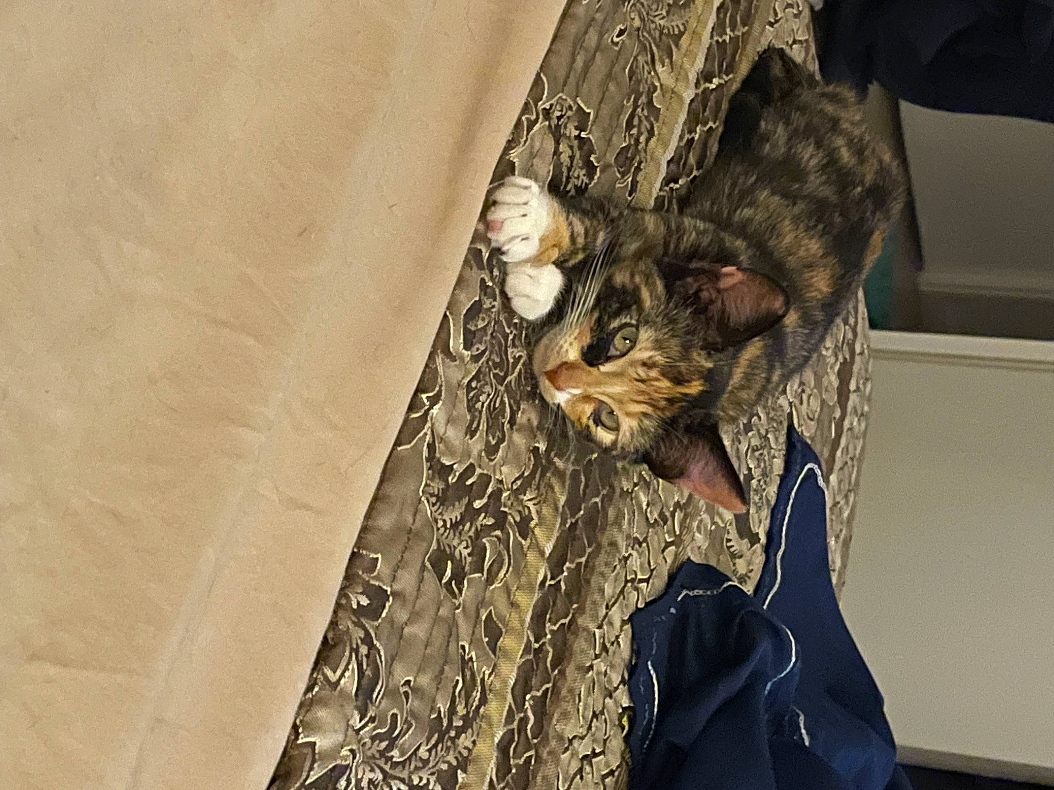 Crevette a rejoint le concours — aidez-le/la à gagner de superbes lots ! carnivore, cat, comfort, couch, domestic_short_haired_cat, fashion_design, fawn, feather, felidae, flooring, formal_wear, fur, linens, pattern, room, small_to_medium_sized_cats, tail, tree, whiskers, wood