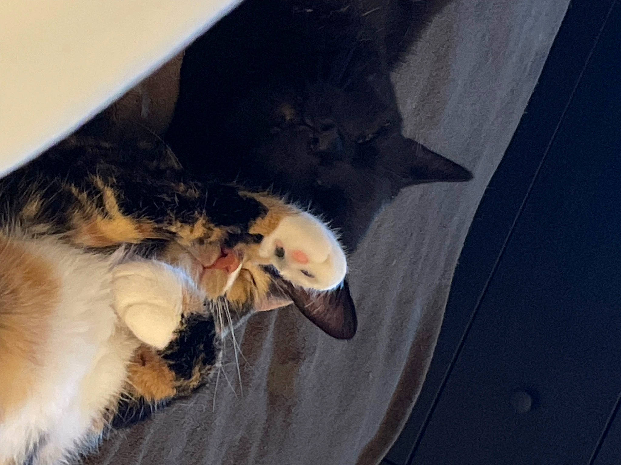 Crevette participe au concours pour gagner de l'argent avec cette photo : canidae, carnivore, cat, claw, comfort, domestic_short_haired_cat, fawn, felidae, fur, gesture, nap, paw, sleep, small_to_medium_sized_cats, snout, tail, tree, vehicle_door, whiskers, window