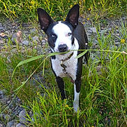 Chico is registered to the contest to win money with this photo: animal, black_and_white, canine, closeup, collar, curious, daylight, dog, ears_up, field, grass, greenery, nature, outdoor, pet, playful, rocks, standing, summer, wildflowers