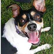 Rocky joined the competition — help win amazing prizes! dog, grass, black_and_white, tongue_out, happy, playful, ears, pet, canine, outdoor, collar, animal, nature, cute, smiling, fur, close_up, lying_down, tongue, eyes