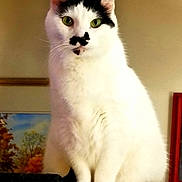 Chaplin joined the competition — help win amazing prizes! animal, black_markings, calm, cat, close_up, cute, domestic_cat, face, feline, fur, green_eyes, household, indoor, looking_at_camera, mustache_marking, pet, portrait, sitting, whiskers, white_cat