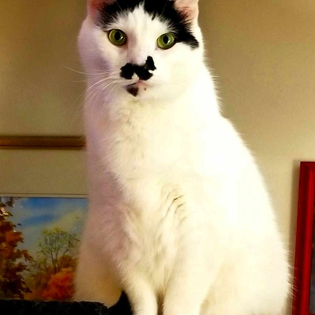 Chaplin