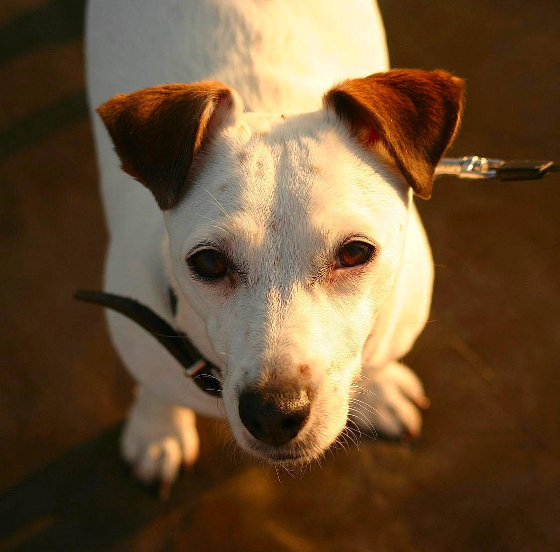 Milady a rejoint le concours — aidez-le/la à gagner de superbes lots ! canidae, carnivore, close_up, companion_dog, dog, dog_breed, fawn, fur, irishjacks, non_sporting_group, shadow, snout, sporting_group, terrestrial_animal, whiskers, working_animal