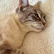 Minou participe au concours pour gagner de l'argent avec cette photo : cat, feline, pet, close_up, fur, whiskers, ear, nose, sleepy, resting, fluffy, blanket, cream_color, soft_texture, indoor, animal, cute, calm, profile, relaxation