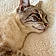 Minou
