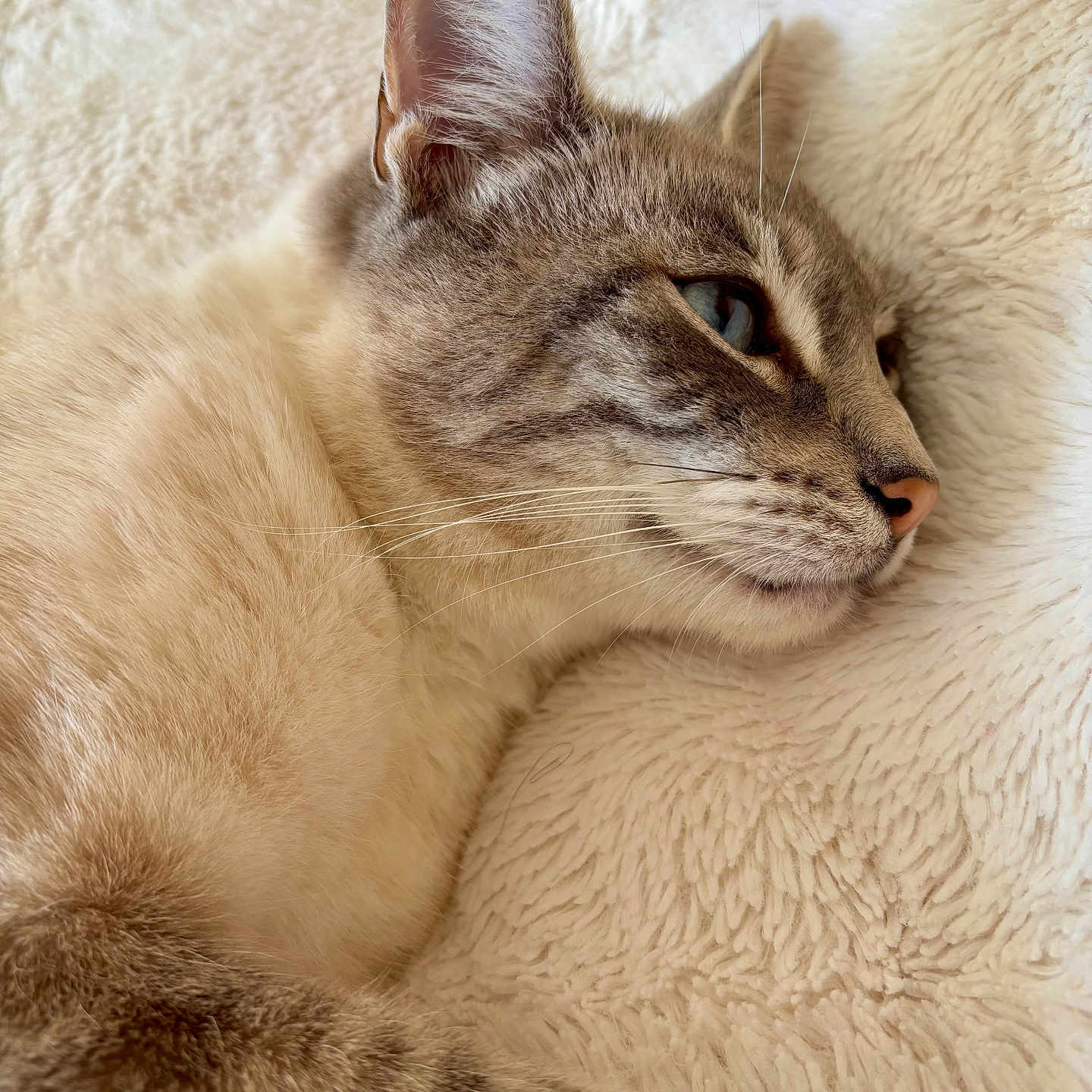 Minou participe au concours pour gagner de l'argent avec cette photo : animal, blanket, calm, cat, close_up, cream_color, cute, ear, feline, fluffy, fur, indoor, nose, pet, profile, relaxation, resting, sleepy, soft_texture, whiskers