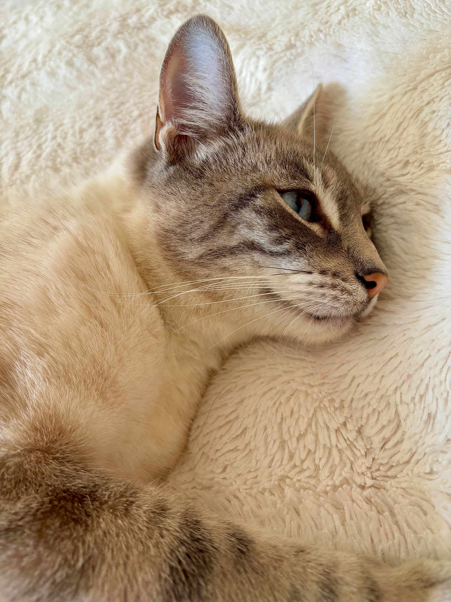 Minou
