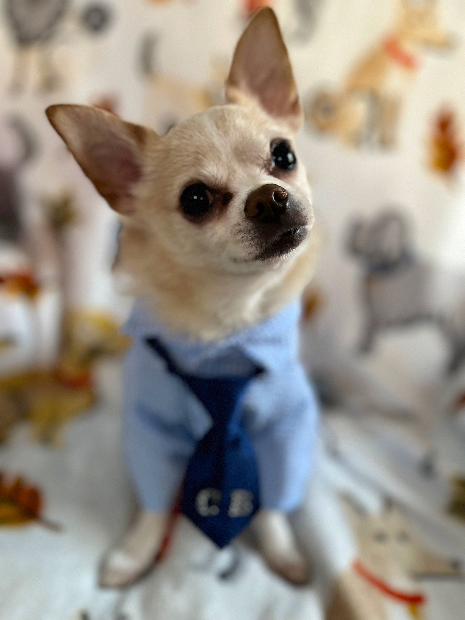 Cooper is registered to the contest to win money with this photo: canidae, carnivore, chihuahua, companion_dog, corgi_chihuahua, dog, dog_breed, dog_supply, ear, fawn, fur, non_sporting_group, puppy, russkiy_toy, snout, sporting_group, terrestrial_animal, toy_dog, whiskers, working_animal
