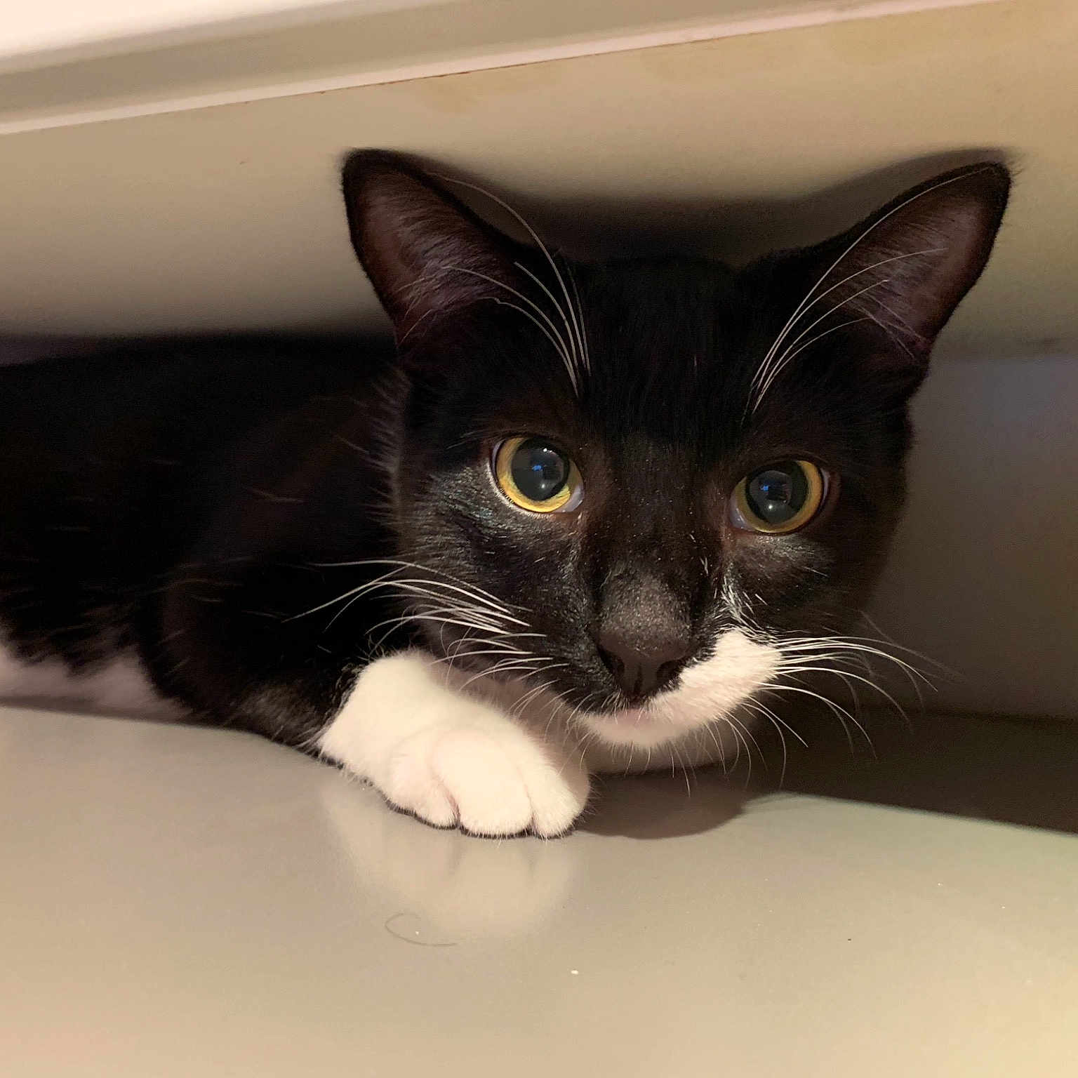 Milkshake is registered to the contest to win money with this photo: aegean_cat, american_wirehair, asian, black_and_white, black_cat, carnivore, cat, domestic_short_haired_cat, ear, european_shorthair, eye, felidae, fur, kitten, mammal, polydactyl_cat, sink, small_to_medium_sized_cats, snout, whiskers