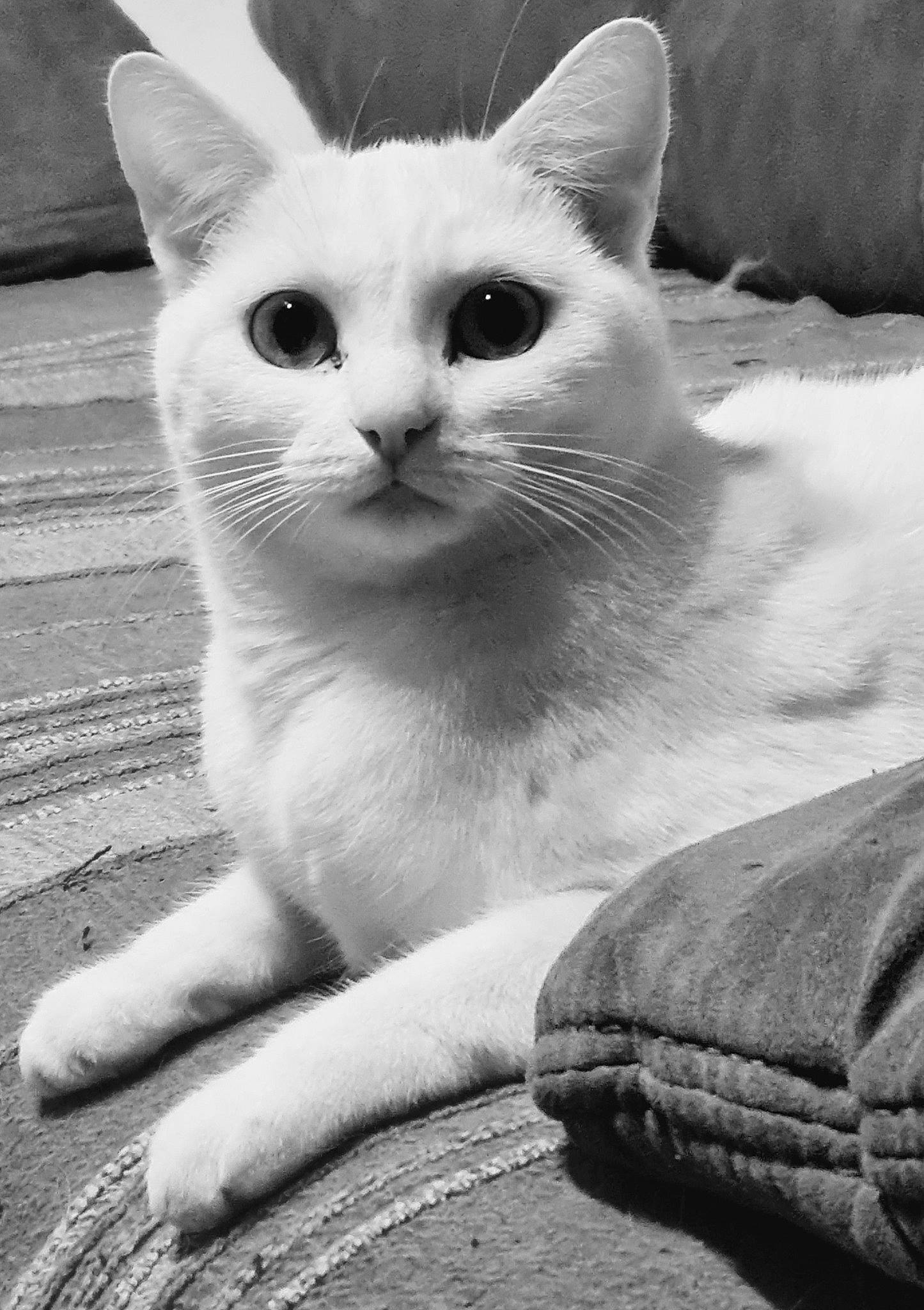 Chanel participe au concours pour gagner de l'argent avec cette photo : black_and_white, carnivore, cat, domestic_short_haired_cat, eye, felidae, fur, head, human_body, iris, monochrome, monochrome_photography, paw, small_to_medium_sized_cats, snout, style, tail, terrestrial_animal, whiskers, white