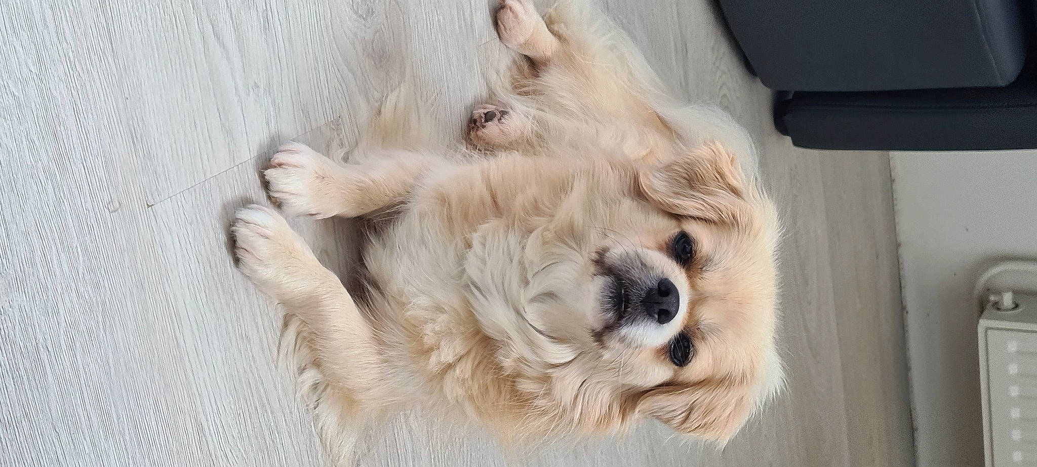 Jenna a rejoint le concours — aidez-le/la à gagner de superbes lots ! canidae, carnivore, claw, companion_dog, dog, dog_breed, fawn, felidae, fur, liver, paw, pet_supply, plant, snout, sporting_group, tail, terrestrial_animal, whiskers, wood, working_animal