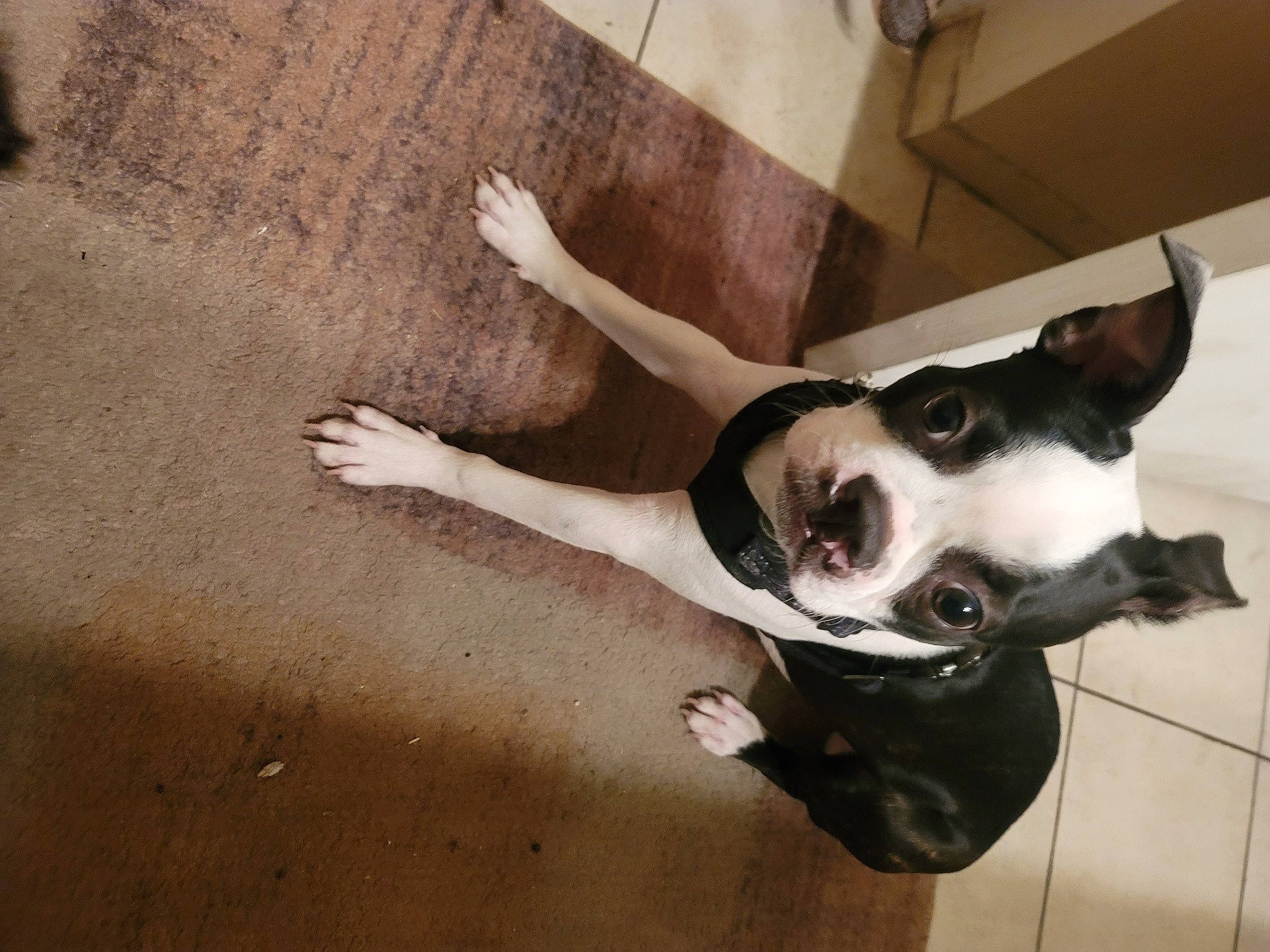 Bonnie joined the competition — help win amazing prizes! boston_terrier, canidae, carnivore, collar, companion_dog, dog, dog_breed, dog_collar, eyewear, fawn, floor, flooring, paw, snout, sporting_group, tail, whiskers, window, wood, working_animal