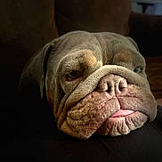 Ella joined the competition — help win amazing prizes! bulldog, dog, close_up, wrinkles, tongue, resting, pet, animal, face, expression, cozy, indoor, soft_light, brown, cute, sleepy, portrait, domestic_animal, companion, friend