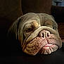 bulldog, dog, close_up, wrinkles, tongue, resting, pet, animal, face, expression, cozy, indoor, soft_light, brown, cute, sleepy, portrait, domestic_animal, companion, friend