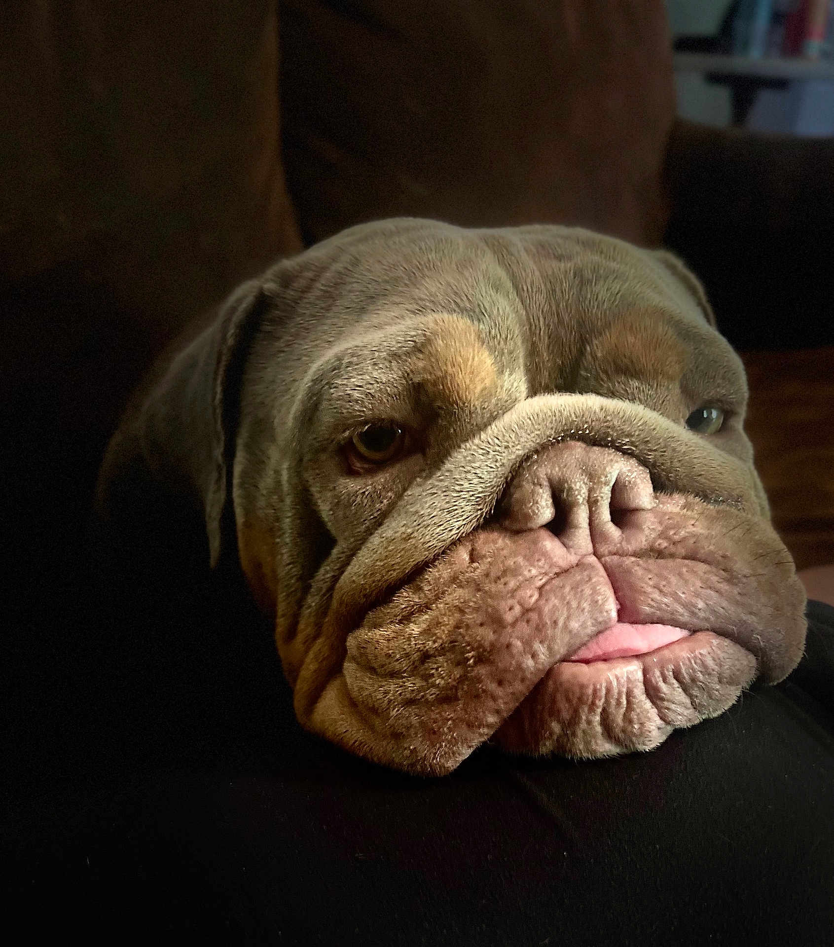 Ella joined the competition — help win amazing prizes! bulldog, dog, close_up, wrinkles, tongue, resting, pet, animal, face, expression, cozy, indoor, soft_light, brown, cute, sleepy, portrait, domestic_animal, companion, friend
