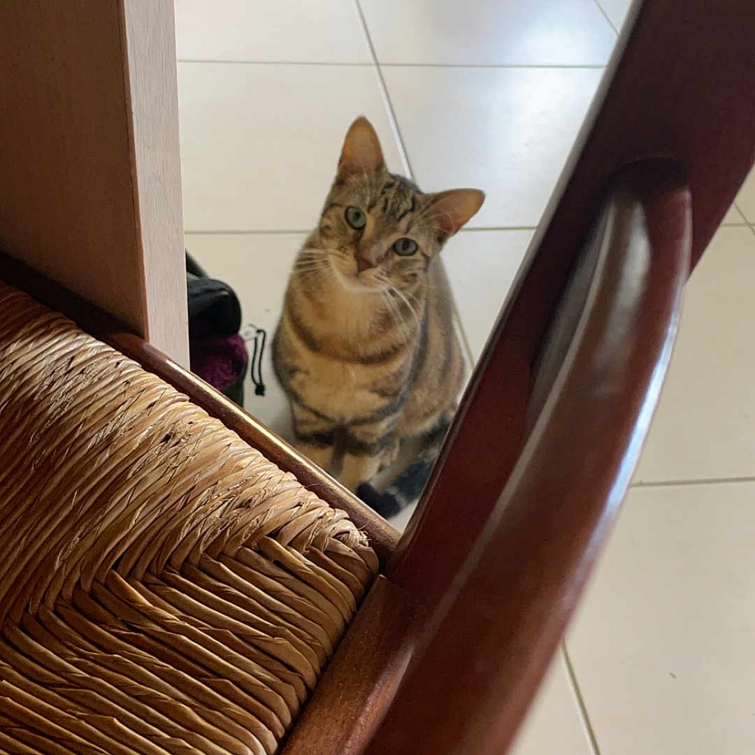 Bibai participe au concours pour gagner de l'argent avec cette photo : abyssinian, animal, architecture, building, cat, chair, couch, furniture, hardwood, house, housing, indoors, interiordesign, livingroom, manx, person, pet, plywood, room, wood