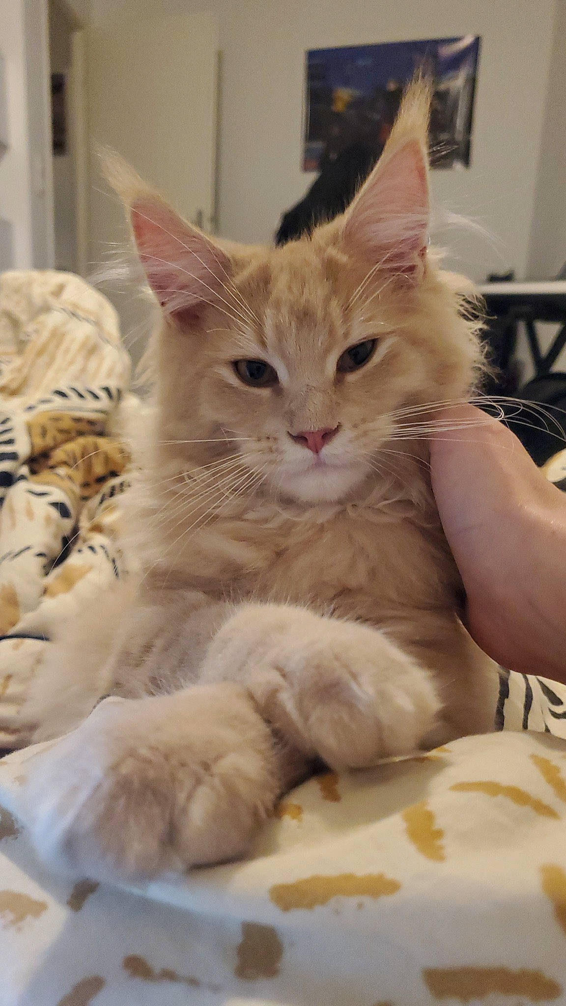 Yuta participe au concours pour gagner de l'argent avec cette photo : bed, box, carnivore, cat, claw, comfort, domestic_short_haired_cat, fawn, felidae, fur, gesture, paw, small_to_medium_sized_cats, snout, tail, whiskers