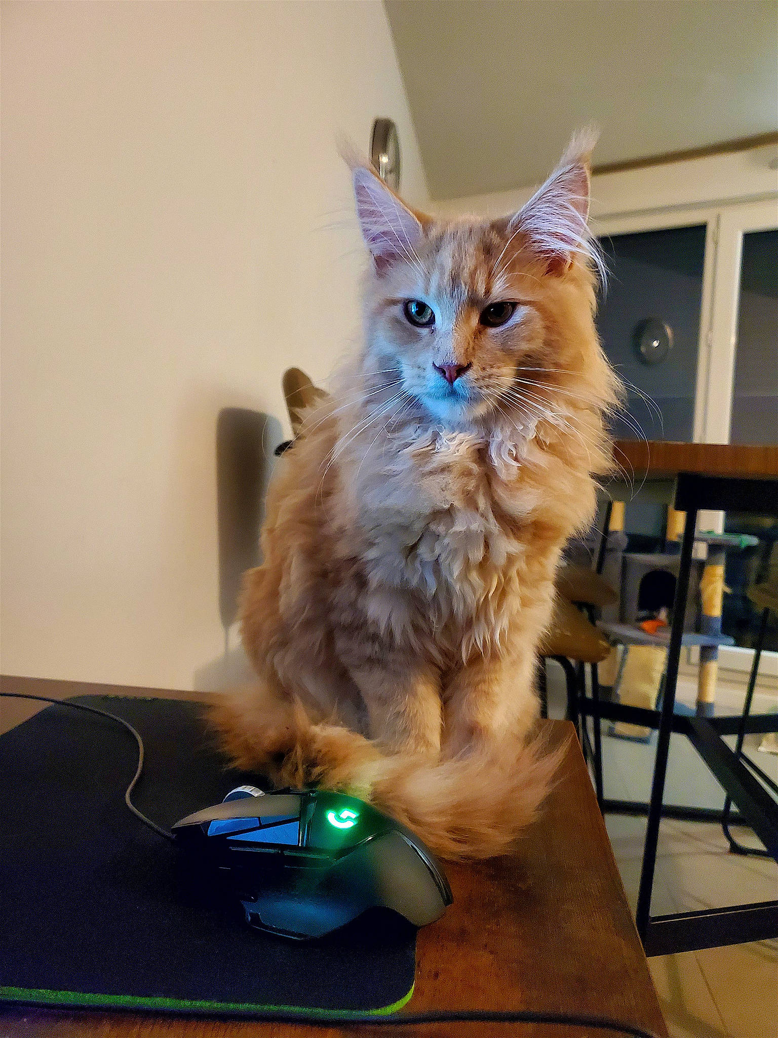 Yuta participe au concours pour gagner de l'argent avec cette photo : carnivore, cat, chair, claw, domestic_short_haired_cat, electric_blue, fawn, felidae, flooring, fur, paw, ragdoll, small_to_medium_sized_cats, table, tail, whiskers, wood