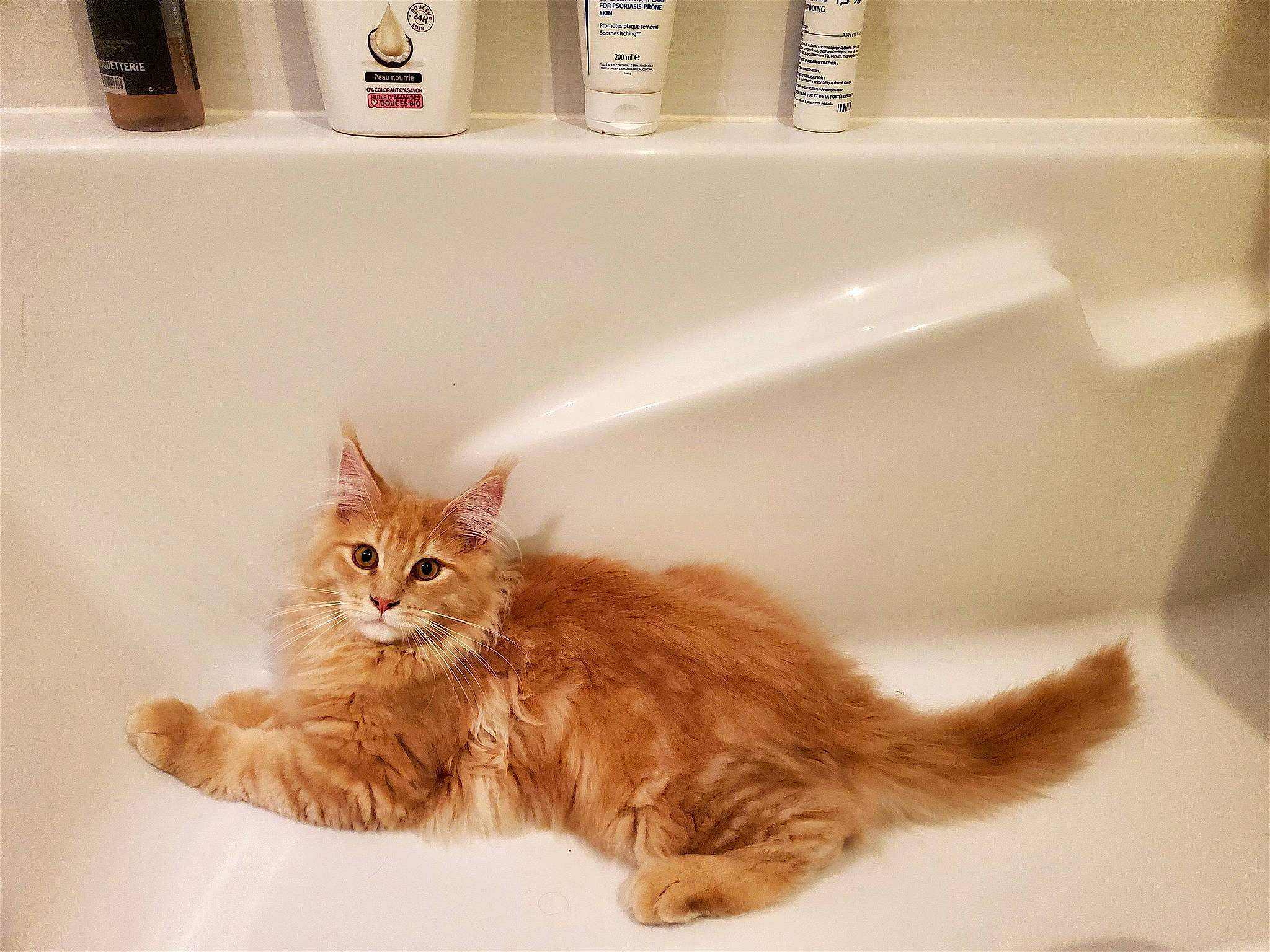 Yuta a rejoint le concours — aidez-le/la à gagner de superbes lots ! bathroom, bathtub, carnivore, cat, domestic_short_haired_cat, fawn, felidae, flooring, fur, hardwood, paper_towel, paw, plumbing, plumbing_fixture, small_to_medium_sized_cats, snout, tail, whiskers, white, wood