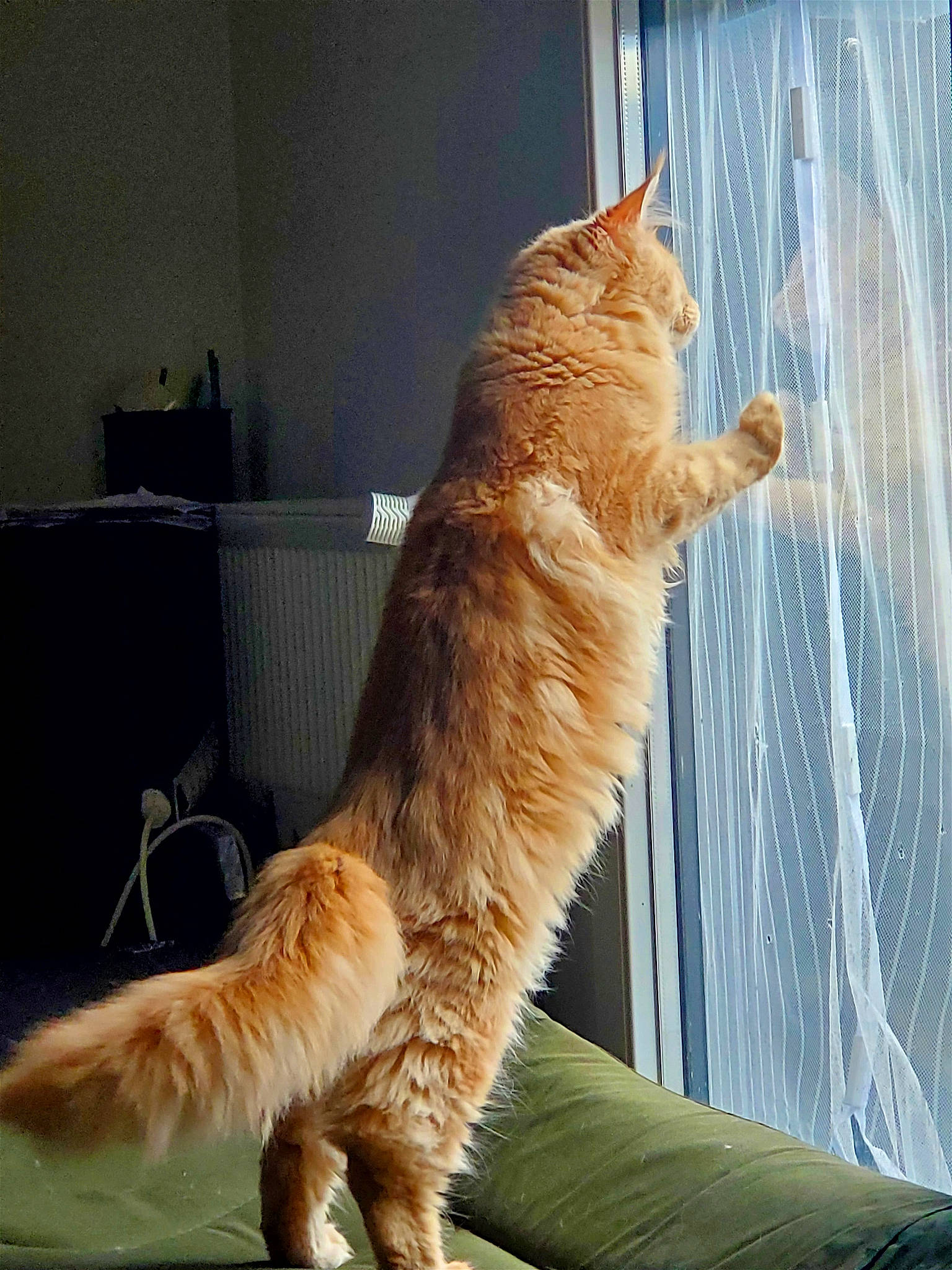 Yuta participe au concours pour gagner de l'argent avec cette photo : bathroom, carnivore, cat, claw, domestic_short_haired_cat, fawn, felidae, fur, paw, plant, sitting, small_to_medium_sized_cats, snout, tail, whiskers, window, wood