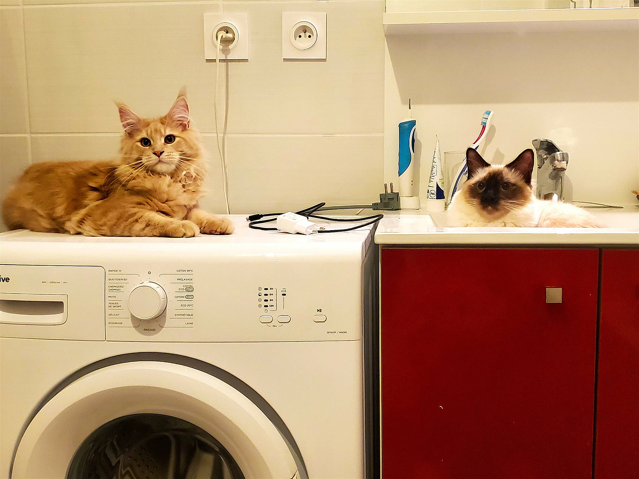 Yuta a rejoint le concours — aidez-le/la à gagner de superbes lots ! box, brown, carnivore, cat, clothes_dryer, domestic_short_haired_cat, felidae, home_appliance, interior_design, laundry, laundry_room, major_appliance, mammal, refrigerator, room, siamese, small_to_medium_sized_cats, snapshot, washing_machine, whiskers