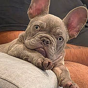 Bruno is registered to the contest to win money with this photo: dog, puppy, french_bulldog, bat_ears, wrinkled, gray_coat, sleepy, lounging, lying_down, paws, closeup, portrait, pet, animal, couch, sofa, indoor, home, cozy, funny