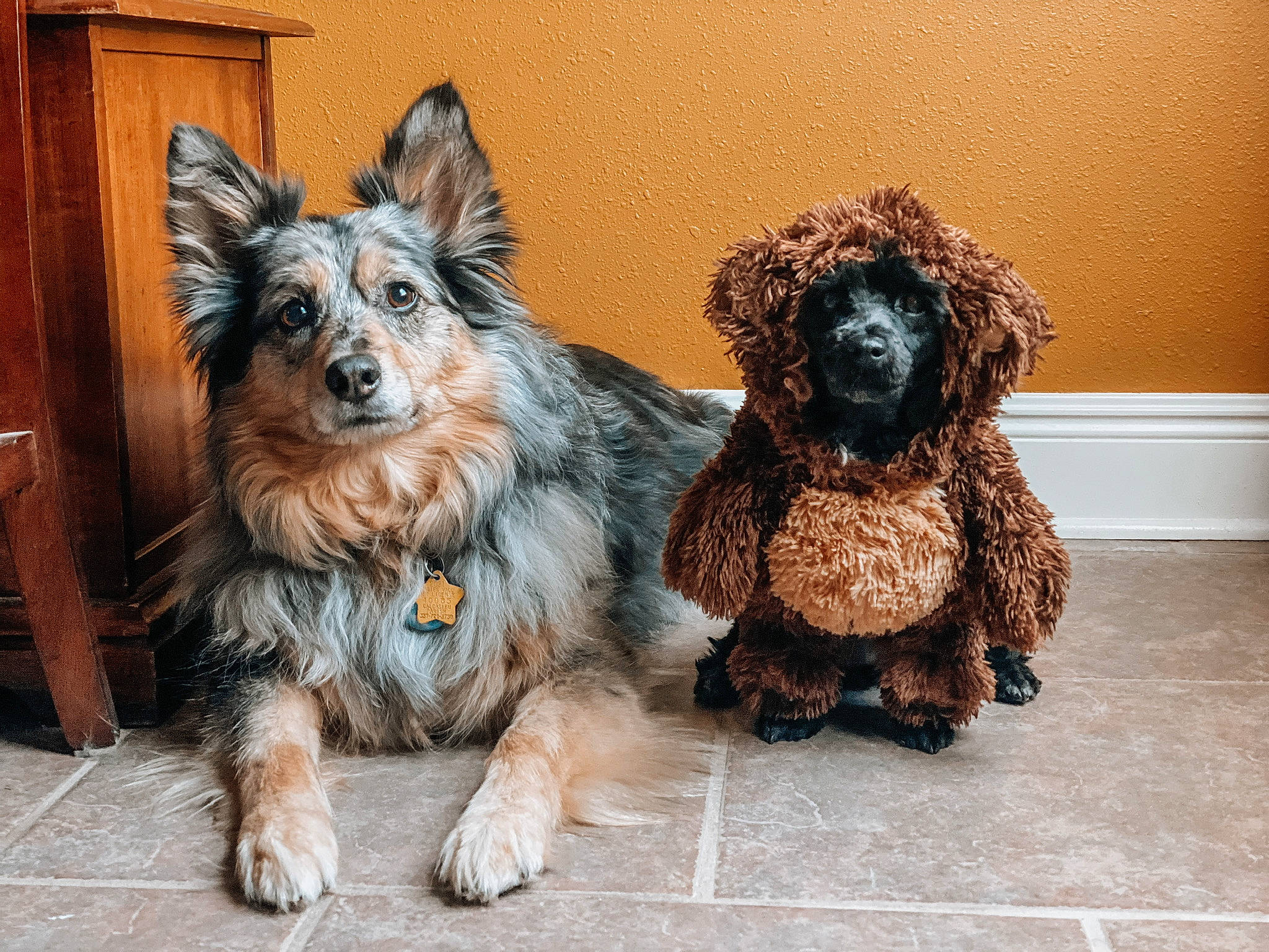 Storm is registered to the contest to win money with this photo: canidae, carnivore, companion_dog, dog, dog_breed, dog_supply, door, fawn, fur, liver, paw, small_terrier, snout, sporting_group, terrier, toy_dog, water_dog, wood, working_animal, yorkipoo