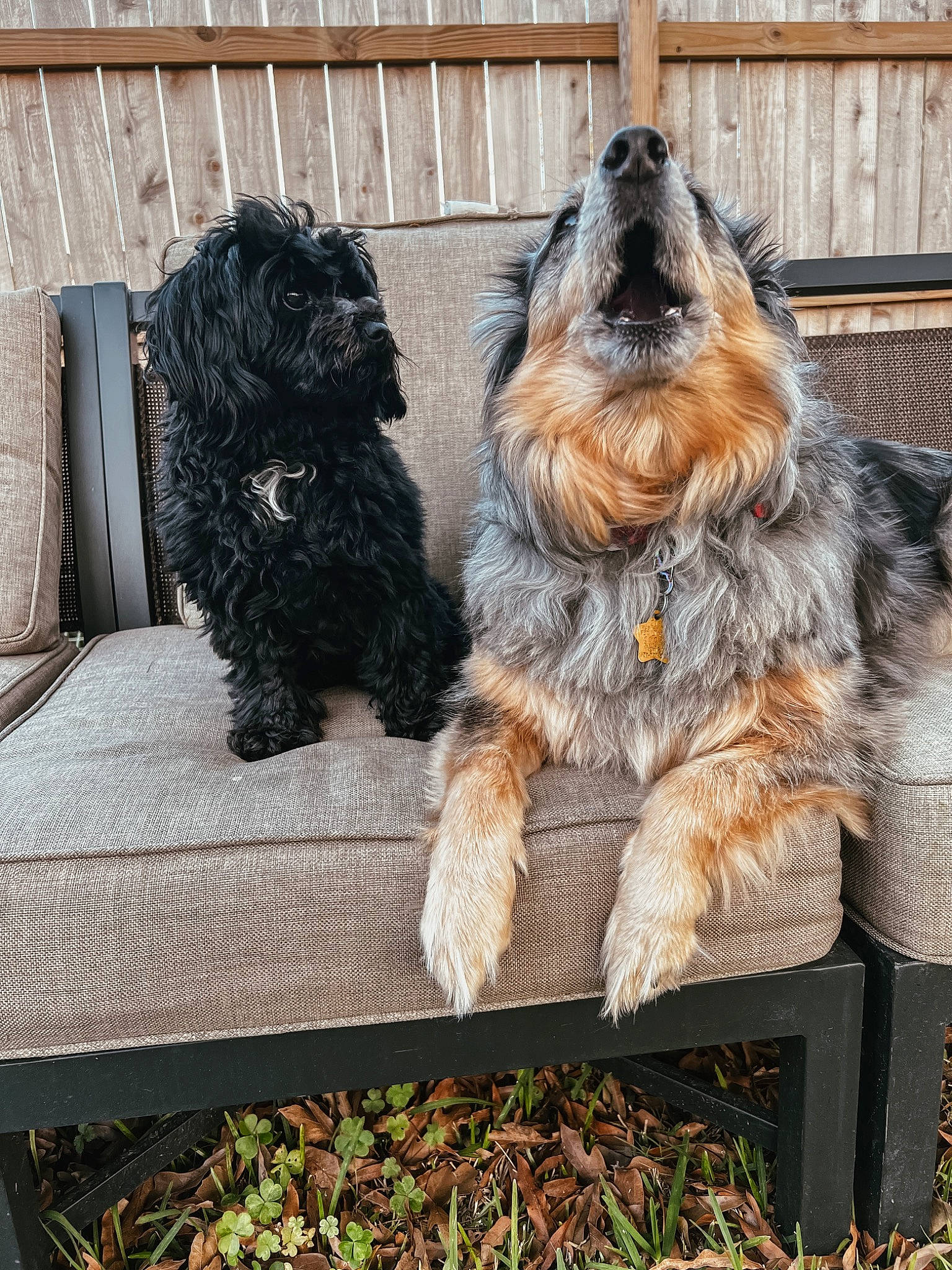 Storm joined the competition — help win amazing prizes! canidae, carnivore, collar, companion_dog, dog, dog_breed, dog_supply, fur, grass, liver, small_terrier, snout, sporting_group, tail, terrier, toy_dog, water_dog, working_animal, working_dog, yorkipoo