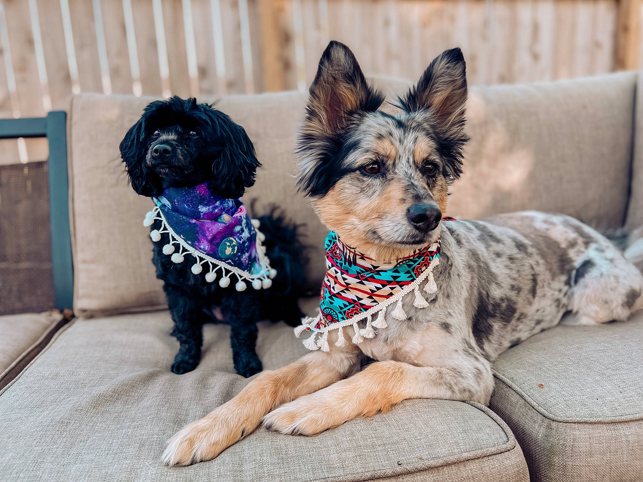 Storm joined the competition — help win amazing prizes! canidae, carnivore, collar, companion_dog, couch, dog, dog_breed, dog_collar, dog_supply, fawn, fur, guard_dog, pet_supply, snout, sporting_group, texas_heeler, toy_dog, water_dog, working_animal, working_dog