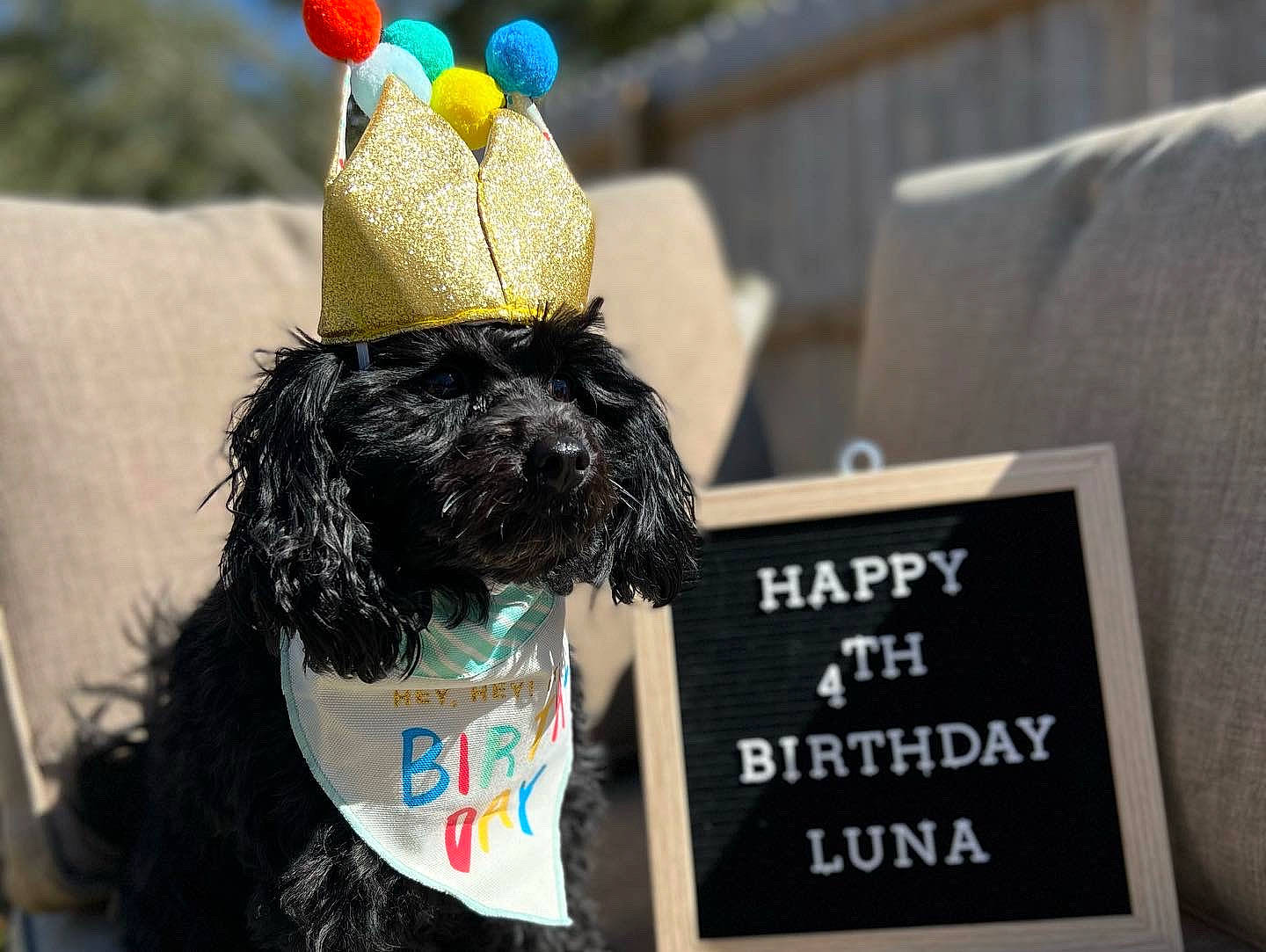 Luna is registered to the contest to win money with this photo: bow_tie, cap, carnivore, companion_dog, costume_hat, dog, dog_breed, dog_clothes, dog_collar, dog_supply, eyewear, fashion_accessory, fur, hat, headgear, party_hat, street_fashion, terrier, toy, toy_dog