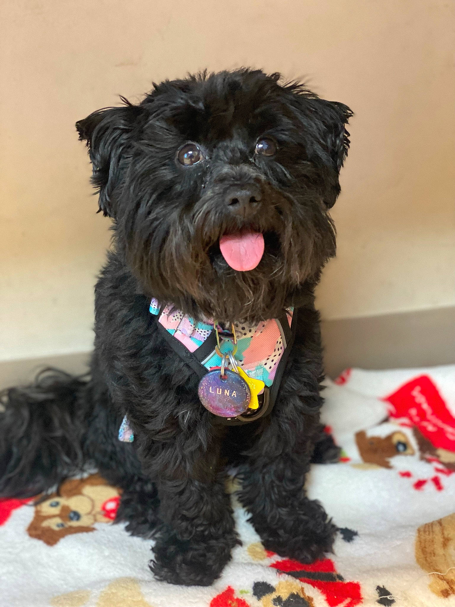 Luna is registered to the contest to win money with this photo: canidae, carnivore, collar, companion_dog, dog, dog_breed, dog_clothes, dog_collar, dog_supply, fur, labradoodle, liver, small_terrier, snout, sporting_group, terrier, toy_dog, water_dog, working_animal, yorkipoo