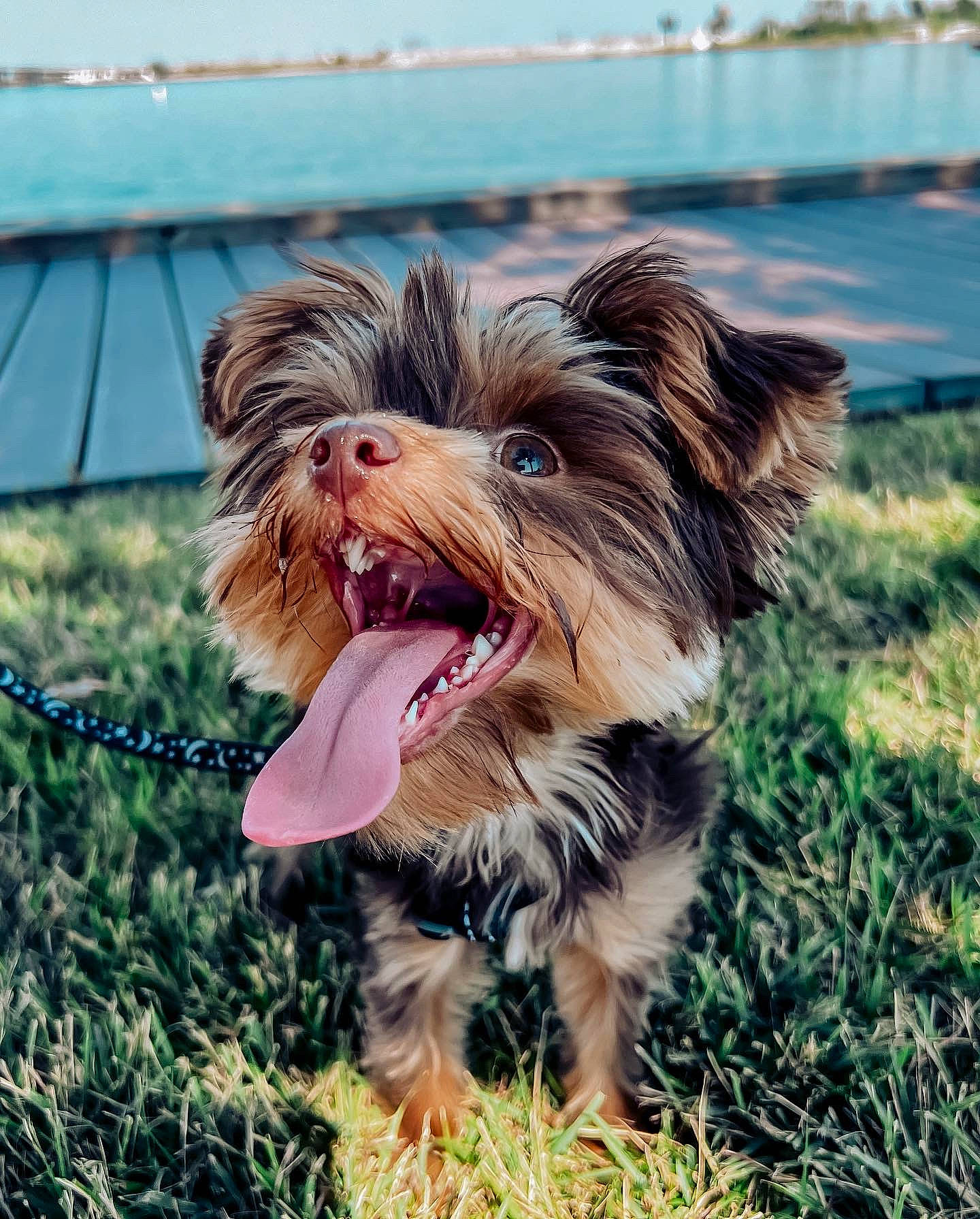 Captain is registered to the contest to win money with this photo: australian_silky_terrier, australian_terrier, canidae, carnivore, companion_dog, dog, dog_breed, dog_supply, grass, happy, leash, liver, plant, small_terrier, snout, sporting_group, terrier, toy_dog, working_animal, yorkipoo