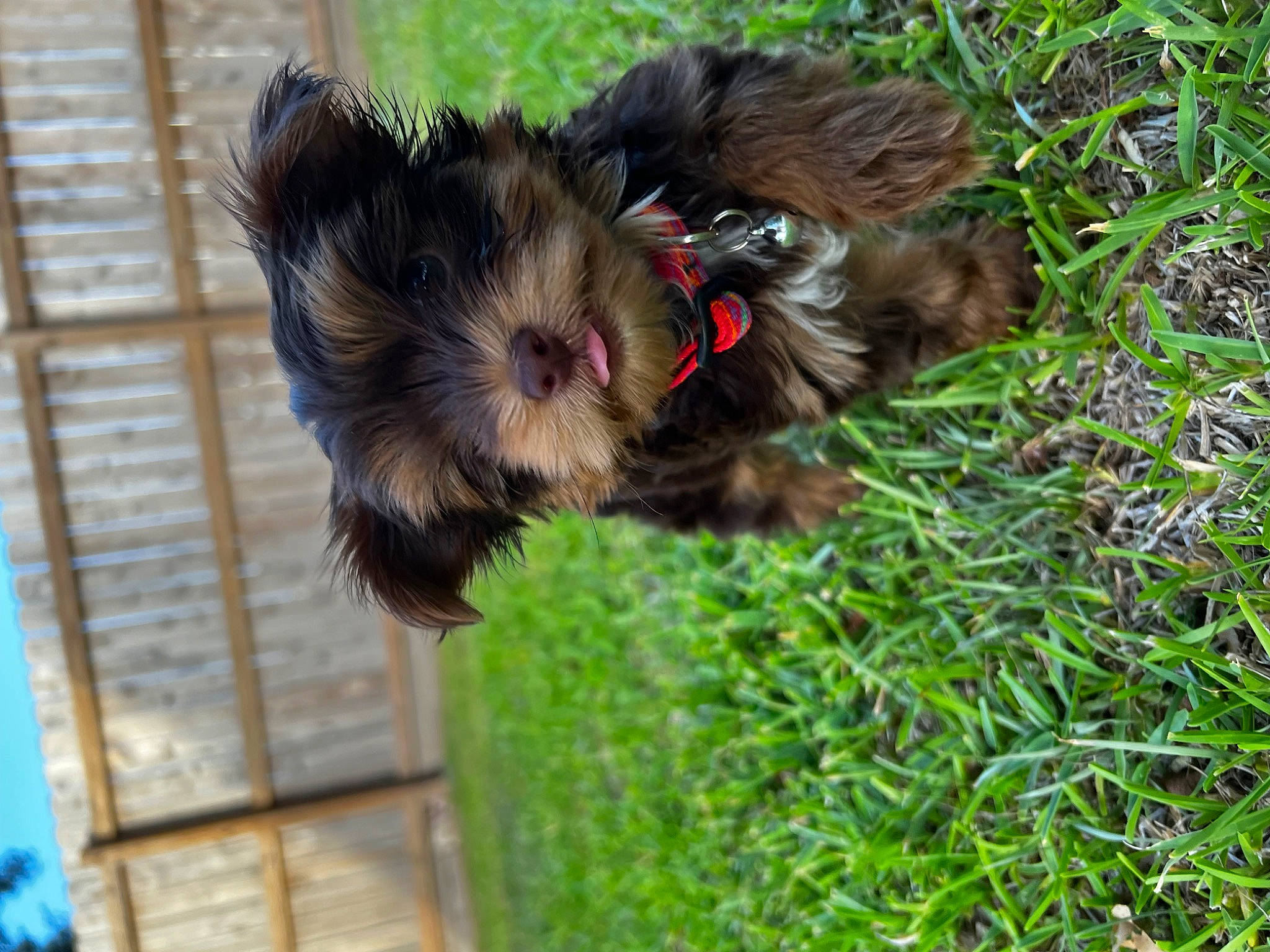 Captain joined the competition — help win amazing prizes! carnivore, companion_dog, dog, dog_breed, fawn, felidae, fur, grass, liver, plant, small_terrier, snout, sporting_group, tail, terrier, toy_dog, water_dog, whiskers, working_animal, yorkshire_terrier