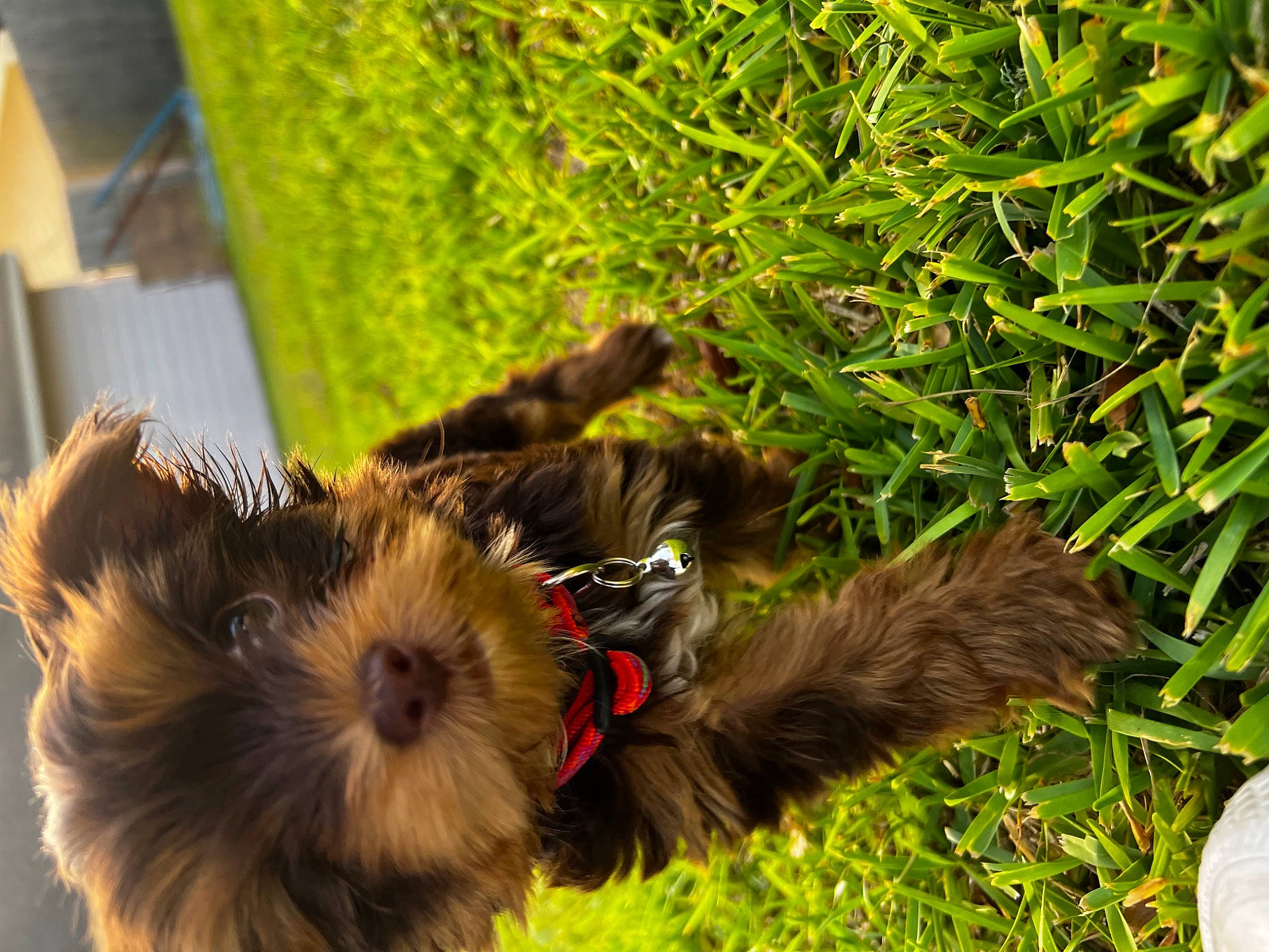 Captain joined the competition — help win amazing prizes! canidae, carnivore, companion_dog, dog, dog_breed, fawn, felidae, grass, leaf, palm_tree, plant, small_to_medium_sized_cats, snout, sporting_group, tail, terrier, toy, toy_dog, whiskers, working_animal