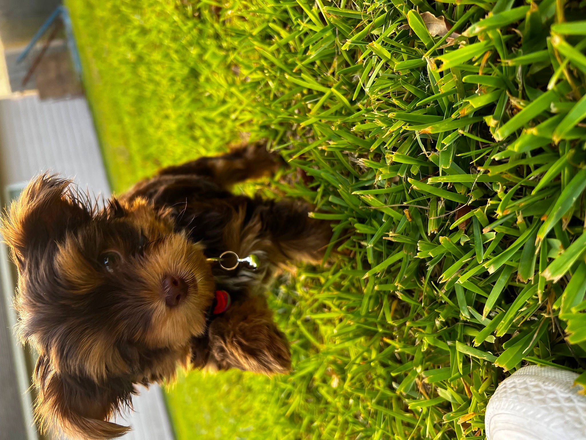 Captain joined the competition — help win amazing prizes! canidae, carnivore, companion_dog, dog, dog_breed, fawn, fur, grass, groundcover, liver, plant, soil, sporting_group, tail, terrestrial_animal, terrestrial_plant, toy_dog, wildlife, wood, yellow