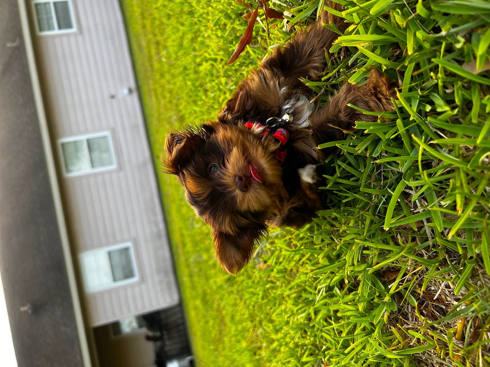 Captain joined the competition — help win amazing prizes! canidae, carnivore, companion_dog, dog, dog_breed, door, fur, grass, house, liver, plant, small_terrier, snout, sporting_group, tail, terrestrial_animal, terrier, toy_dog, window, wood