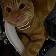 Garfield joined the competition — help win amazing prizes! animal, cat, claw, close_up, collar, curious, cute, domestic_animal, eye, face, feline, fur, indoor, mammal, nose, orange_tabby, paw, pet, tabby_stripes, whiskers