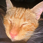 Garfield is registered to the contest to win money with this photo: animal, cat, close_up, cute, domestic_cat, ears, face, feline, fur, ginger_cat, indoor, peaceful, pet, pink_nose, portrait, relaxing, resting, sleeping, soft_texture, whiskers