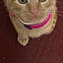 Garfield joined the competition — help win amazing prizes! animal, carpet, cat, close_up, collar, curious_eyes, cute, domestic_cat, feline, fur, indoor, looking_up, mammal, orange_tabby, pet, pink_collar, portrait, red_background, whiskers, young_cat