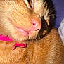 animal, cat, close_up, collar, cute, domestic_cat, eye, feline, fur, head, indoor, mammal, nose, orange_tabby, pet, pink_collar, portrait, relaxed, sleepy, whiskers