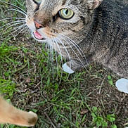 Stripy is registered to the contest to win money with this photo: cat, tabby, green_eyes, whiskers, outdoor, grass, animal, pet, feline, curious, nature, closeup, looking_up, paw, ground, ears, muzzle, fur, white_paw, daylight