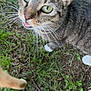 cat, tabby, green_eyes, whiskers, outdoor, grass, animal, pet, feline, curious, nature, closeup, looking_up, paw, ground, ears, muzzle, fur, white_paw, daylight