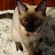 Vani joined the competition — help win amazing prizes! animal, blue_eyes, cat, close_up, collar, curious, domestic_cat, ears, fur, indoor, looking_up, mammal, paws, pet, rug, siamese_cat, tail, texture, whiskers, wood_floor